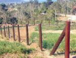 Esticador - Imagem 5