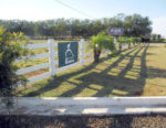 Eucalipto Serrado - Imagem 3
