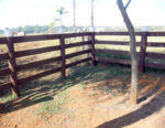 Eucalipto Serrado - Imagem 6
