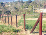 Mourão - Imagem 9